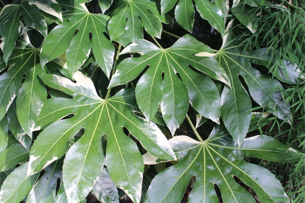 Aralia du Japon (Fatsia Japonica) - Image 4