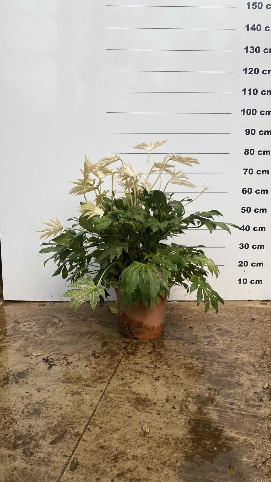 Aralia du Japon (Fatsia Japonica) - Image 5