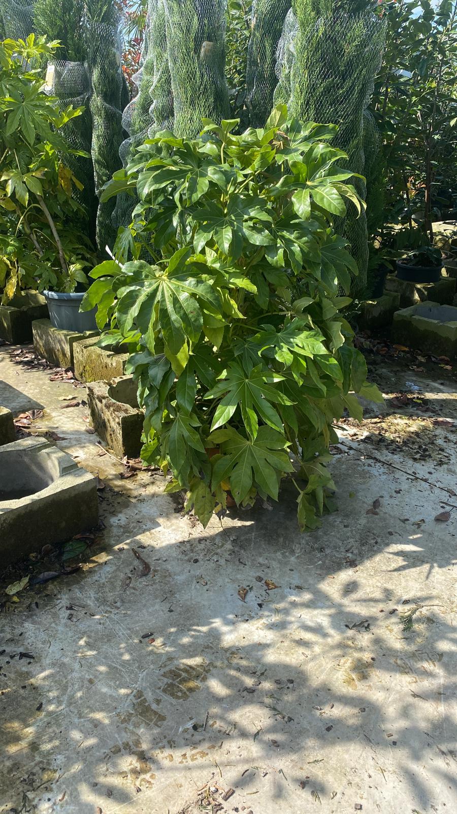 Aralia du Japon (Fatsia Japonica) - Image 6