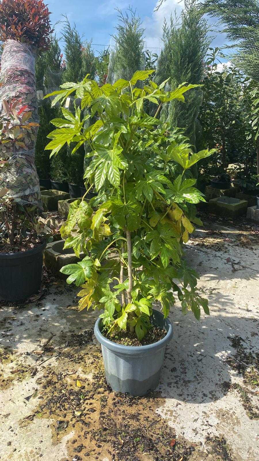 Aralia du Japon (Fatsia Japonica) - Image 7