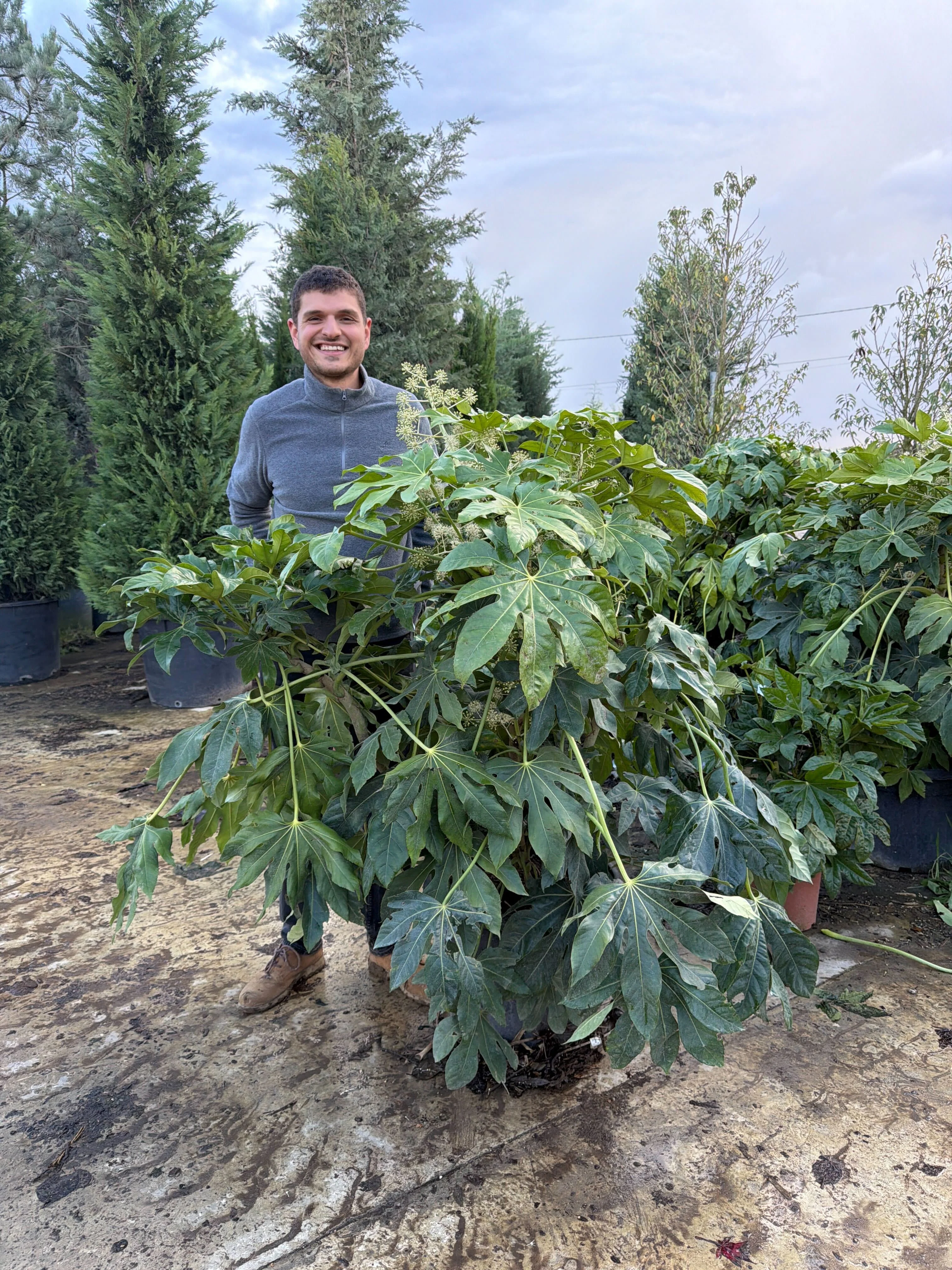 Aralia du Japon (Fatsia Japonica) - Image 8