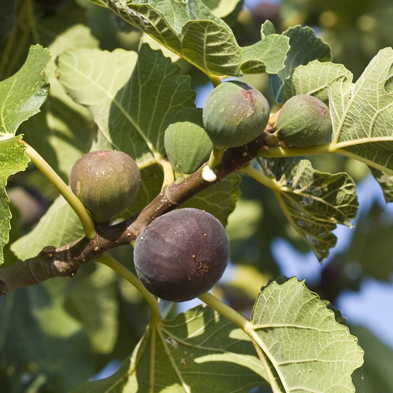 Figuier Grise de Saint-Jean (Ficus carica Grise de Saint Jean) - Image 3