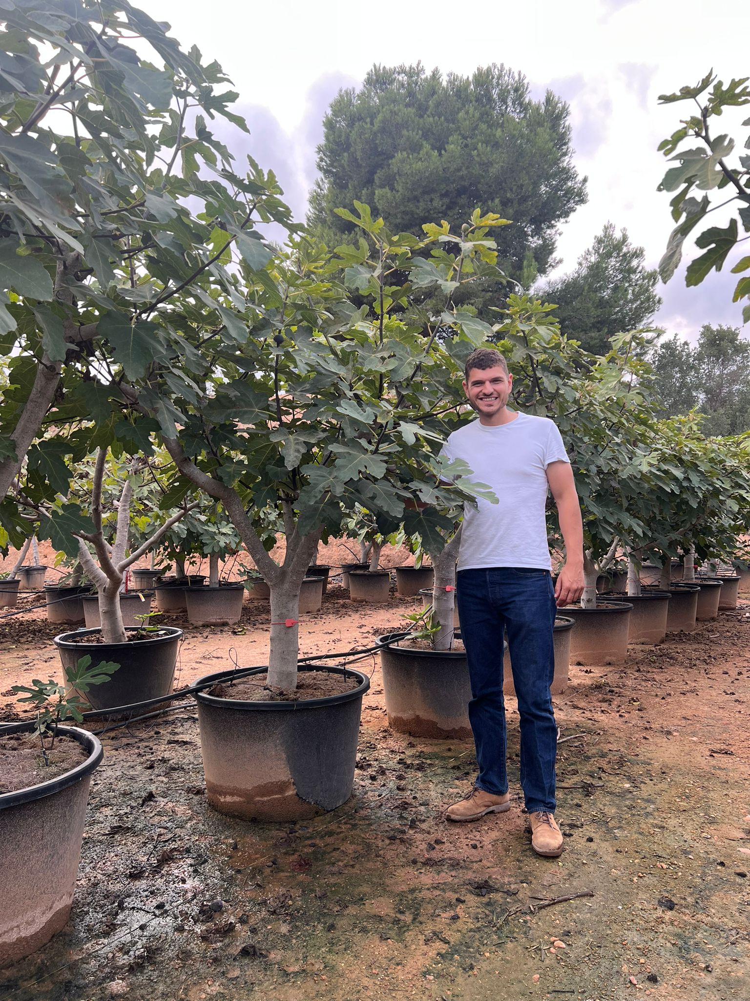 Figuier Grise de Saint-Jean (Ficus carica Grise de Saint Jean) - Image 7
