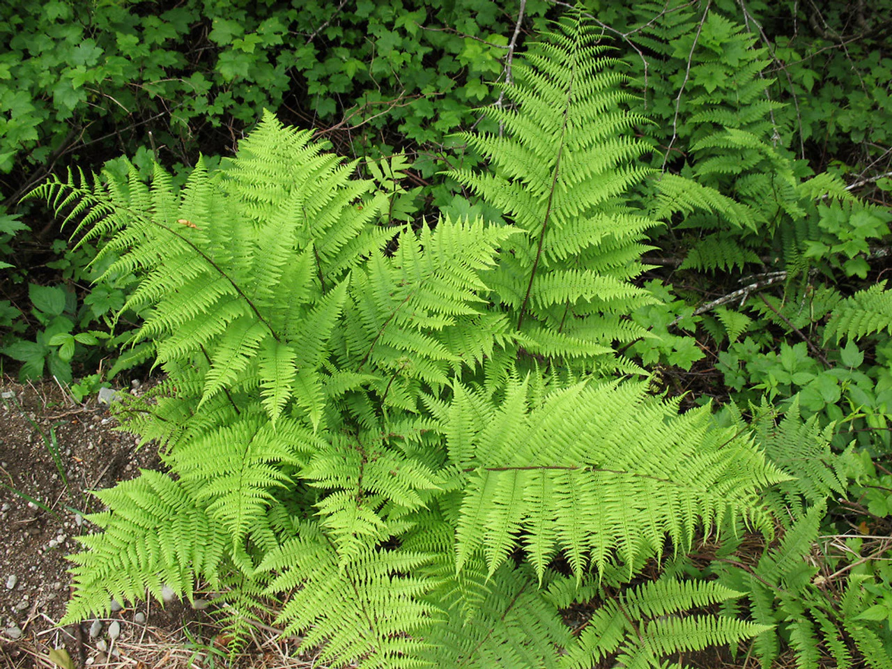 Fougère arborescente (Cyathea) - Image 3