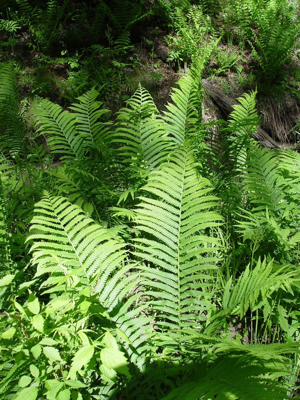 Fougère arborescente (Cyathea) - Image 4