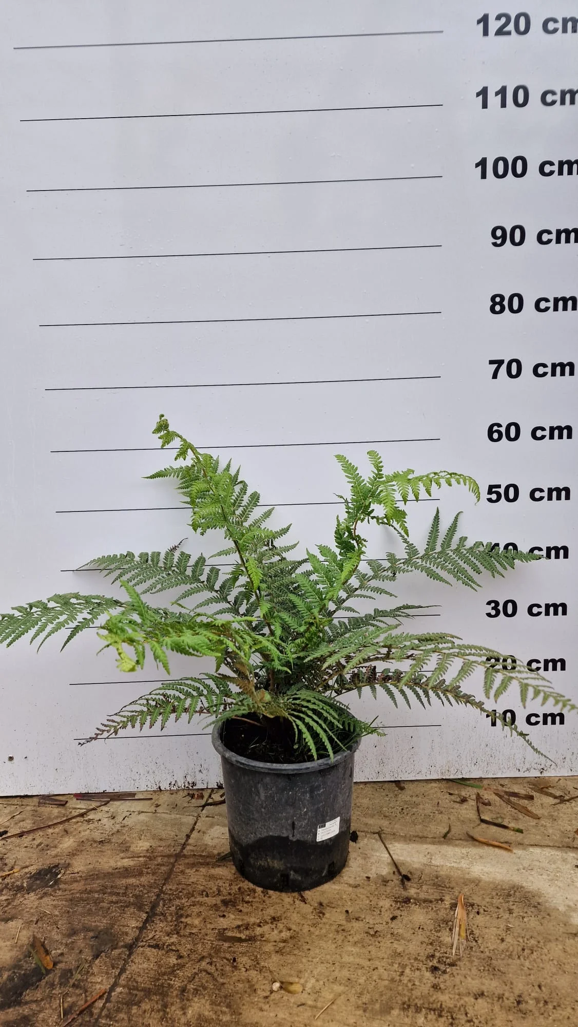 Fougère arborescente (Cyathea) - Image 5