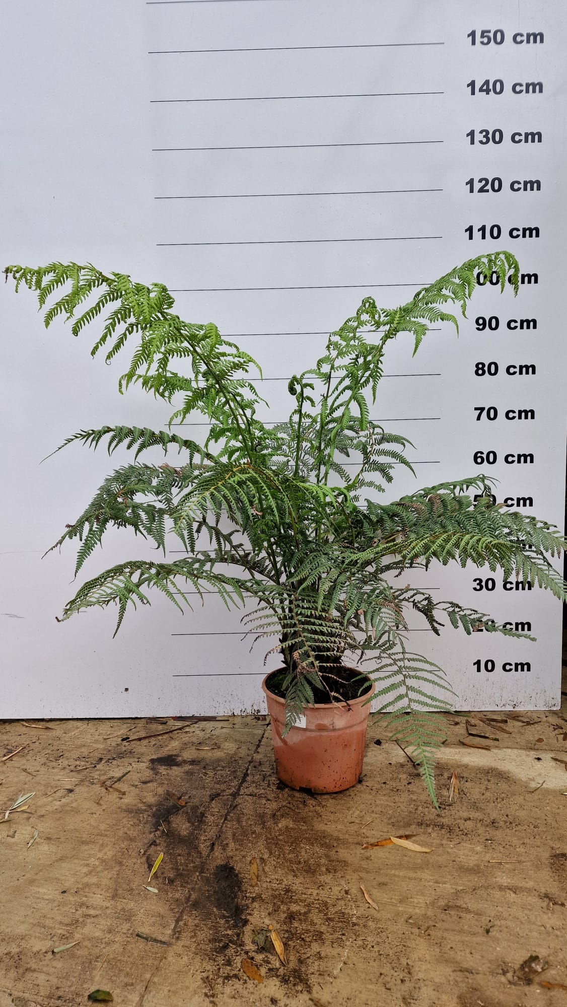 Fougère arborescente (Cyathea) - Image 6