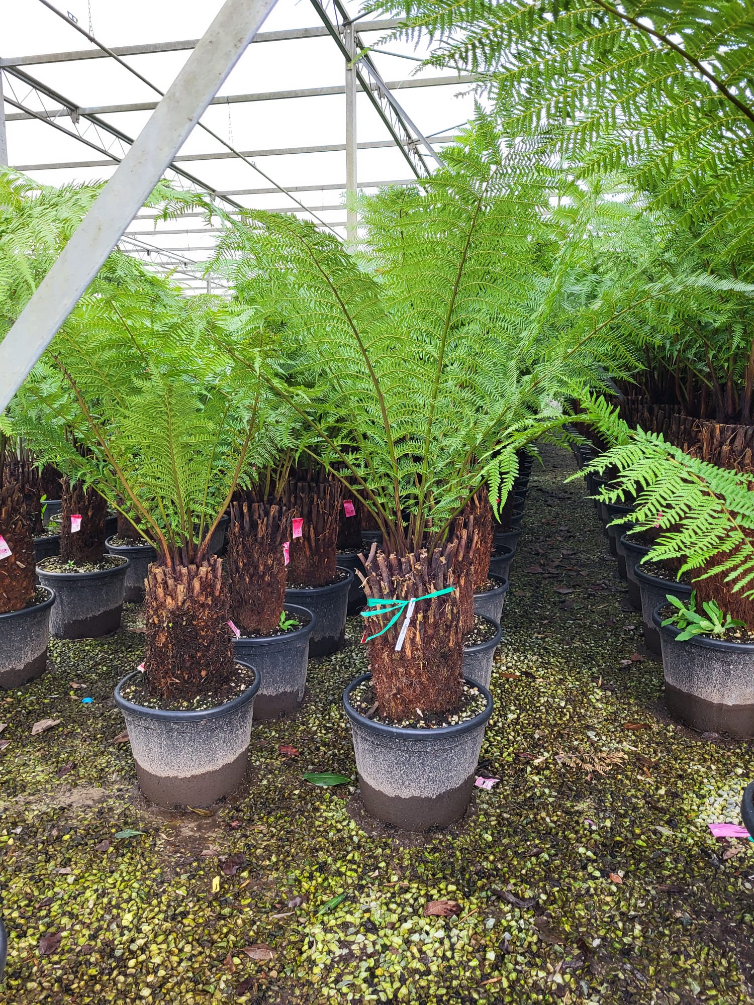 Fougère arborescente (Cyathea) - Image 7