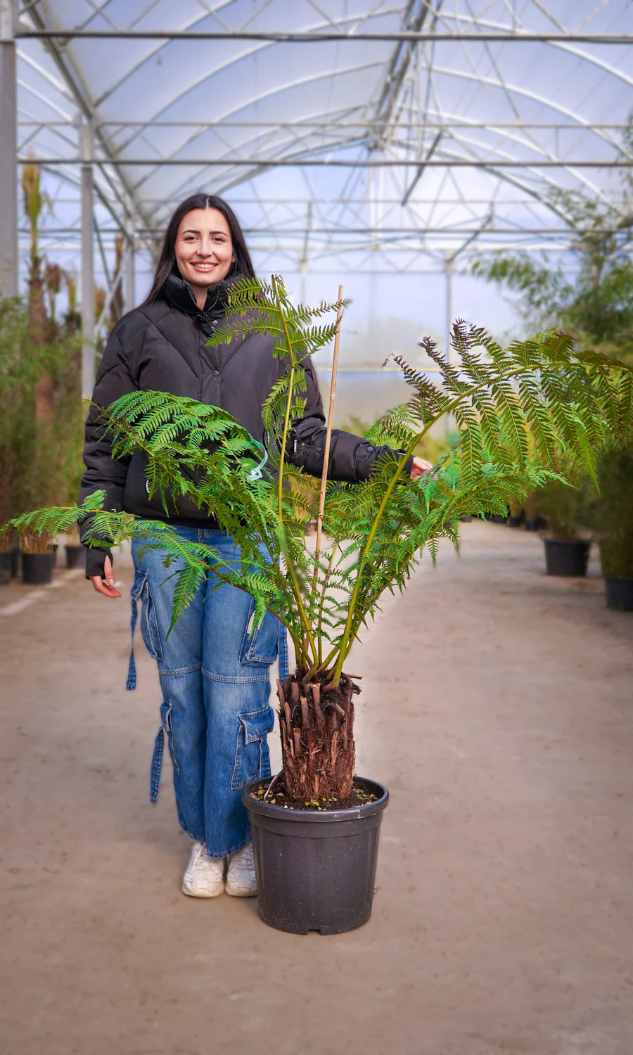 Fougère arborescente (Cyathea) - Image 9