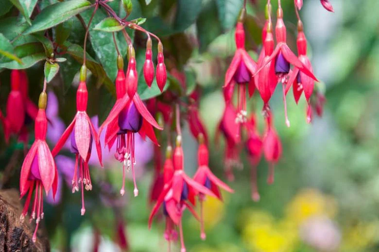 Fuchsia rustique (Fuchsia x Hybrida Mrs Popple) - Image 3