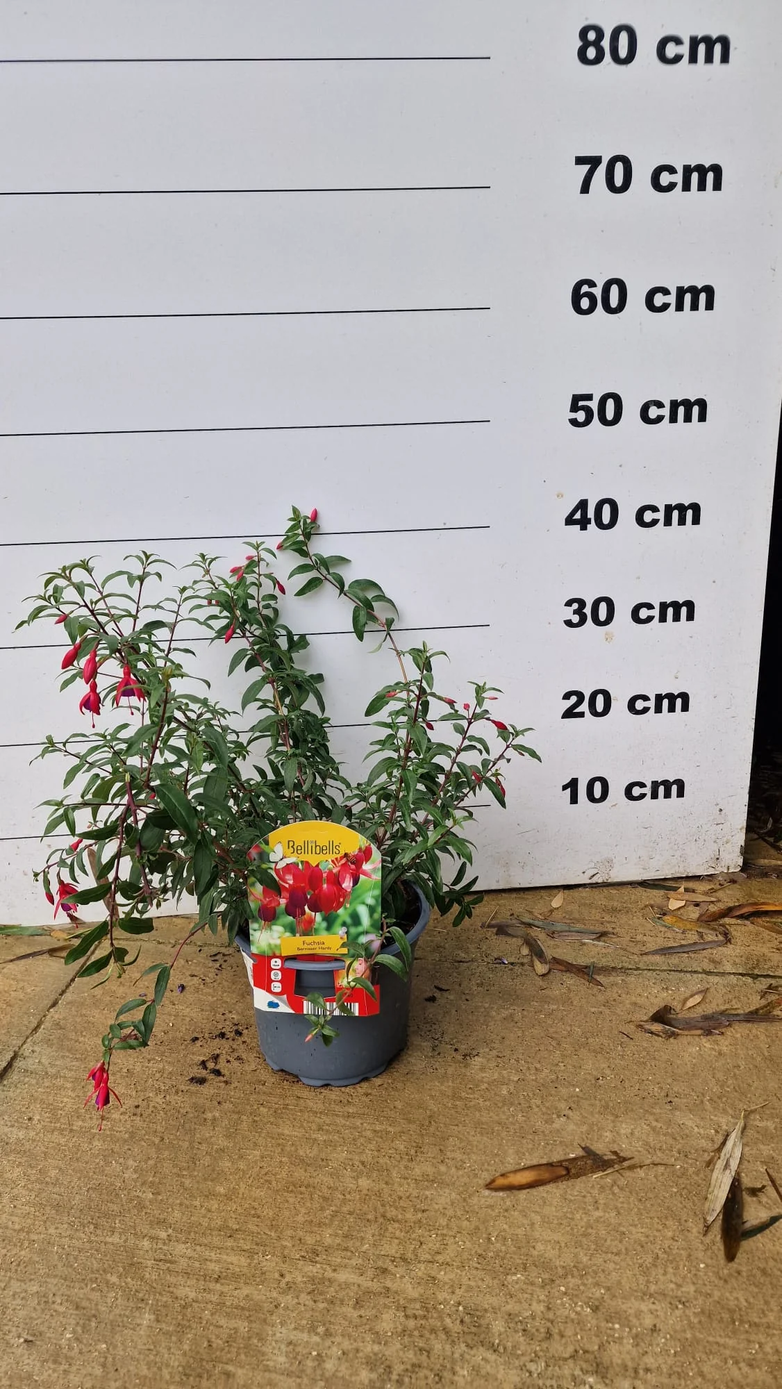 Fuchsia rustique (Fuchsia x Hybrida Mrs Popple) - Image 4