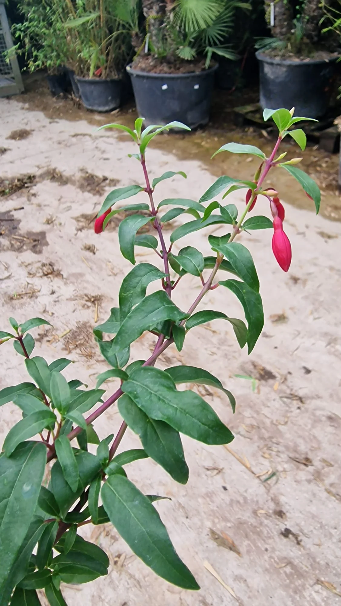 Fuchsia rustique (Fuchsia x Hybrida Mrs Popple) - Image 5