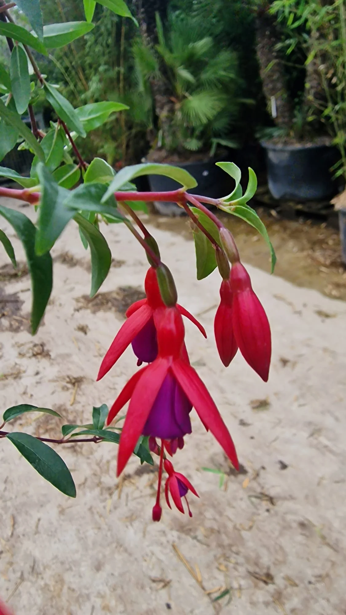 Fuchsia rustique (Fuchsia x Hybrida Mrs Popple) - Image 6