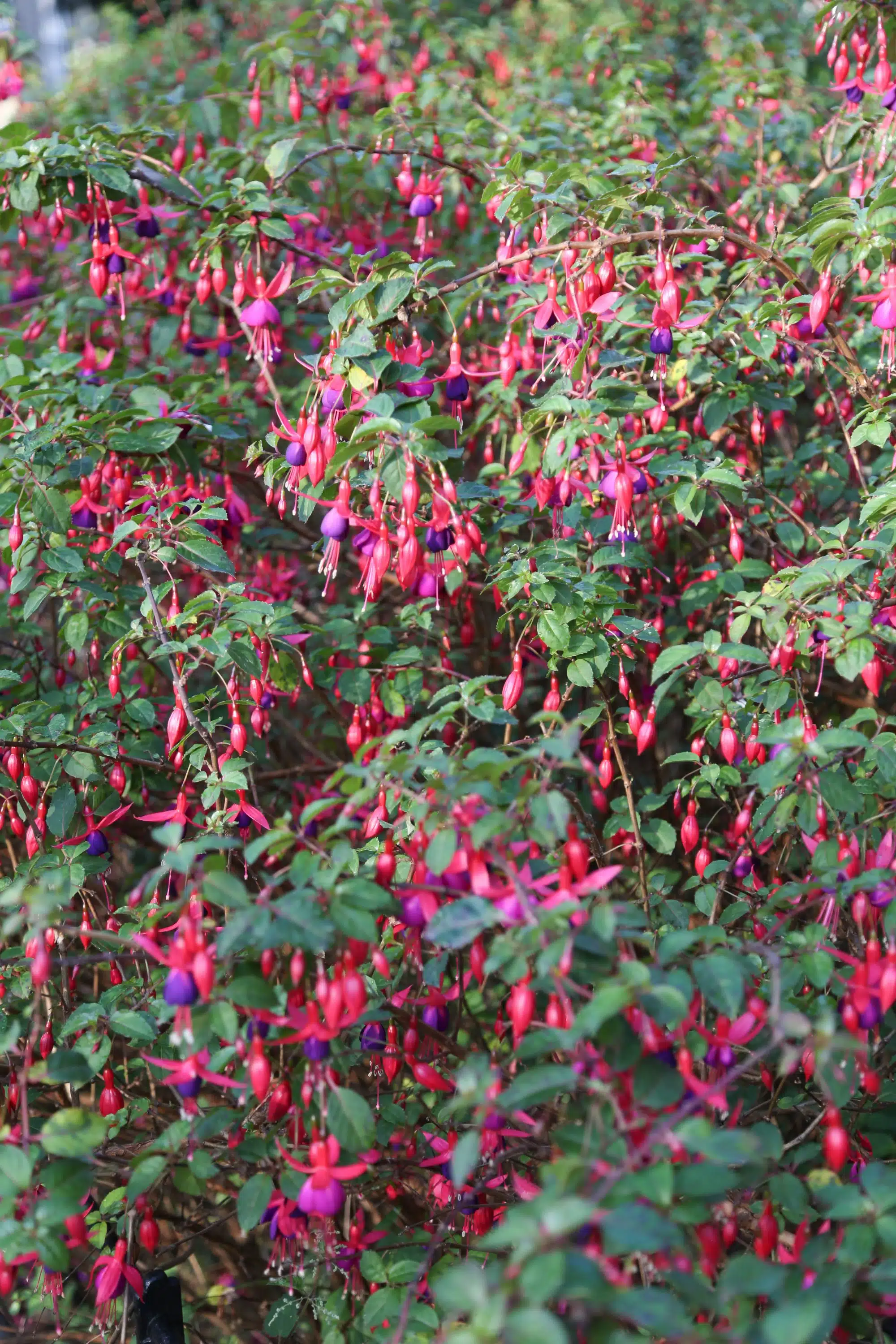 Fuchsia rustique (Fuchsia x Hybrida Mrs Popple) - Image 7