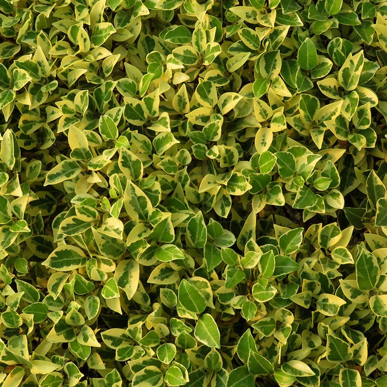 Fusain du Japon 'Aureus' (Euonymus Japonicus) - Image 3