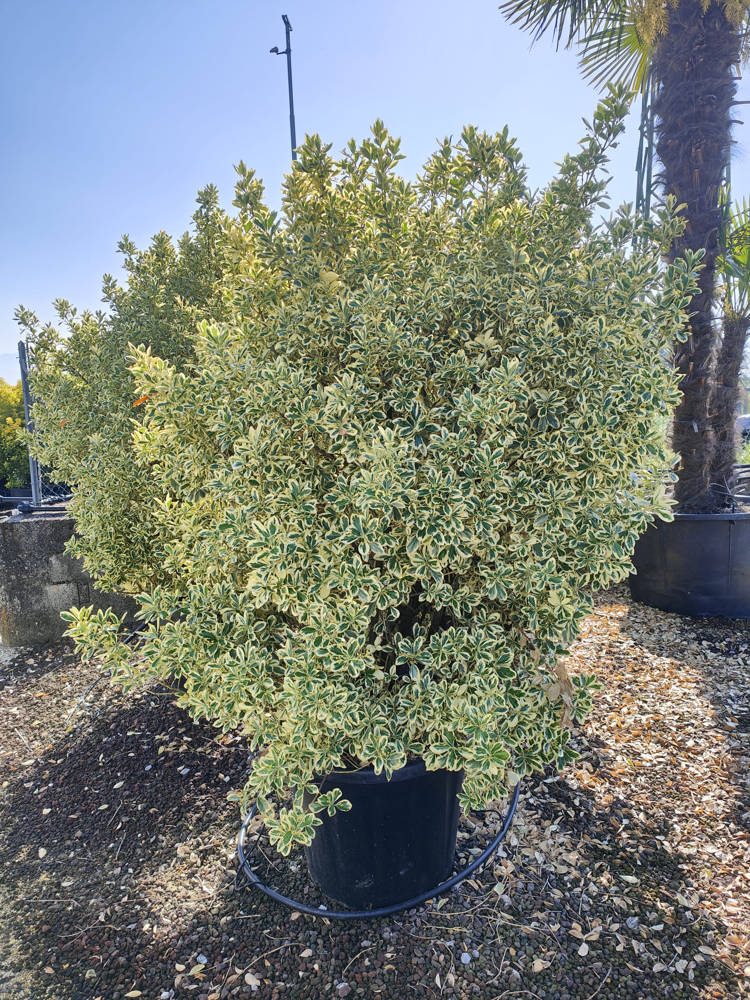 Fusain du Japon 'Aureus' (Euonymus Japonicus) - Image 4