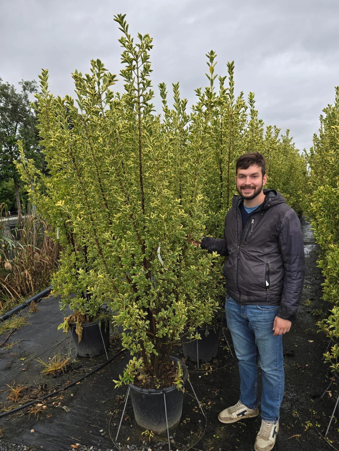 Fusain du Japon 'Aureus' (Euonymus Japonicus) - Image 5