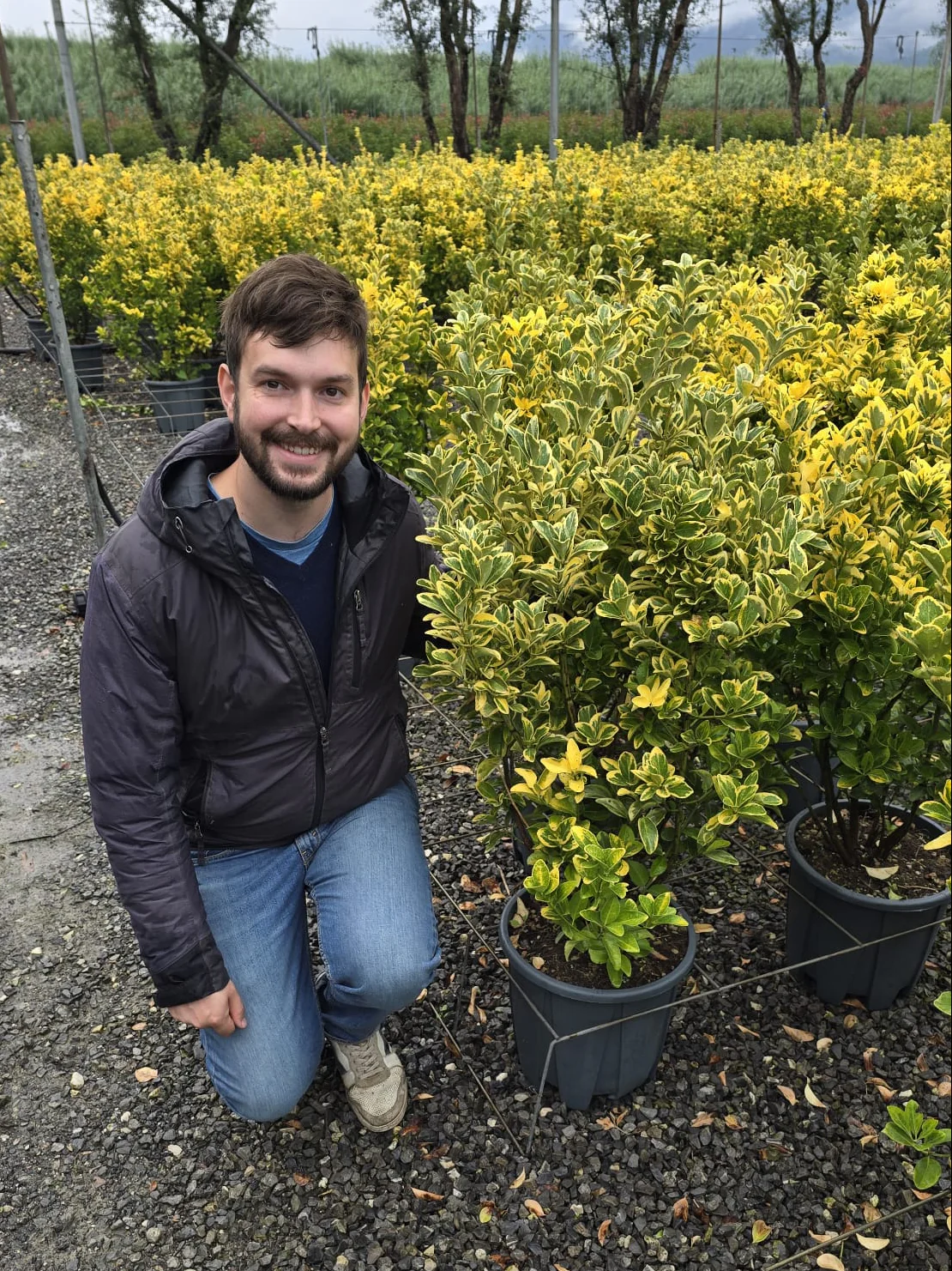 Fusain du Japon 'Aureus' (Euonymus Japonicus) - Image 6