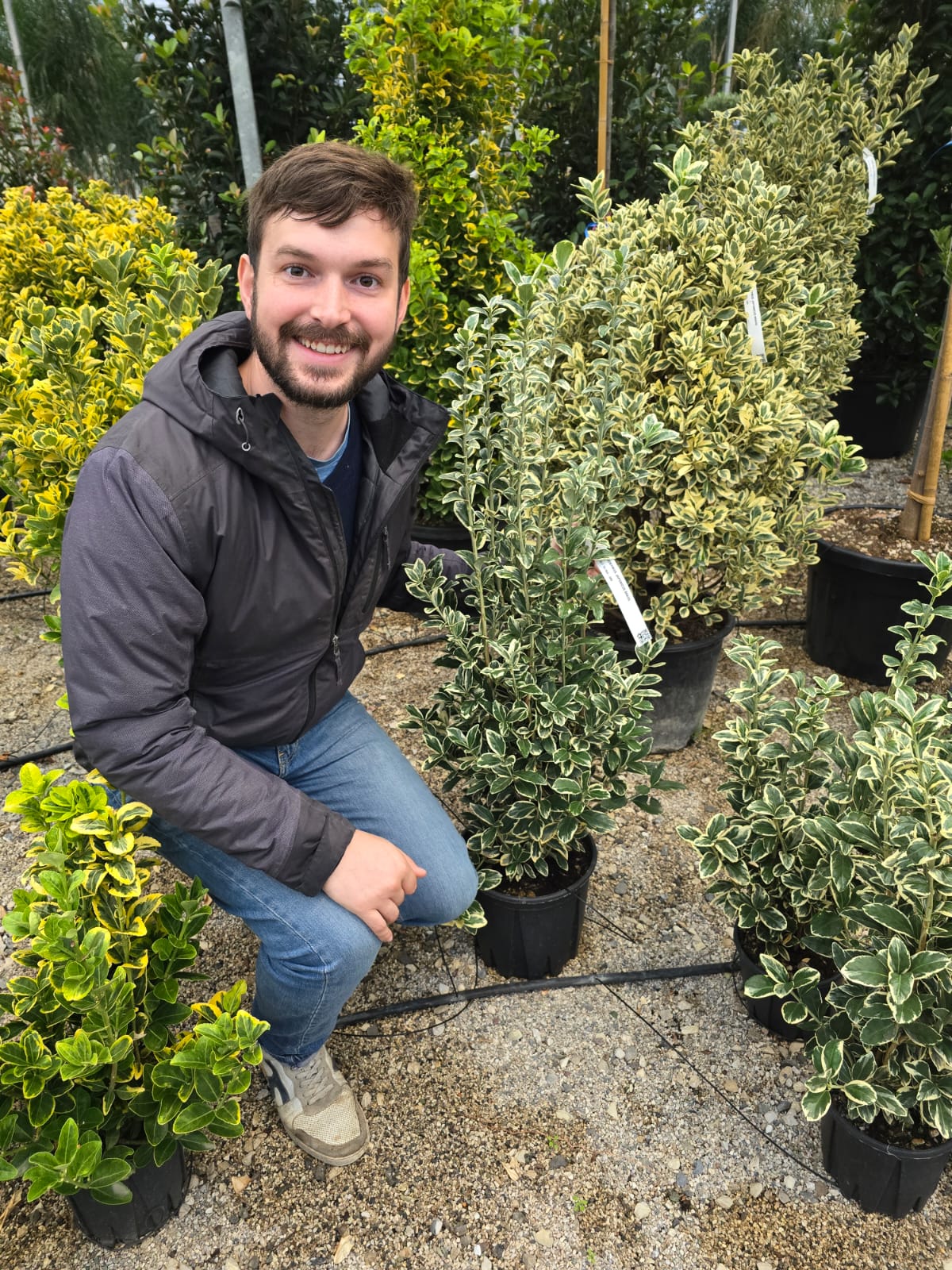 Fusain du Japon 'Aureus' (Euonymus Japonicus) - Image 7