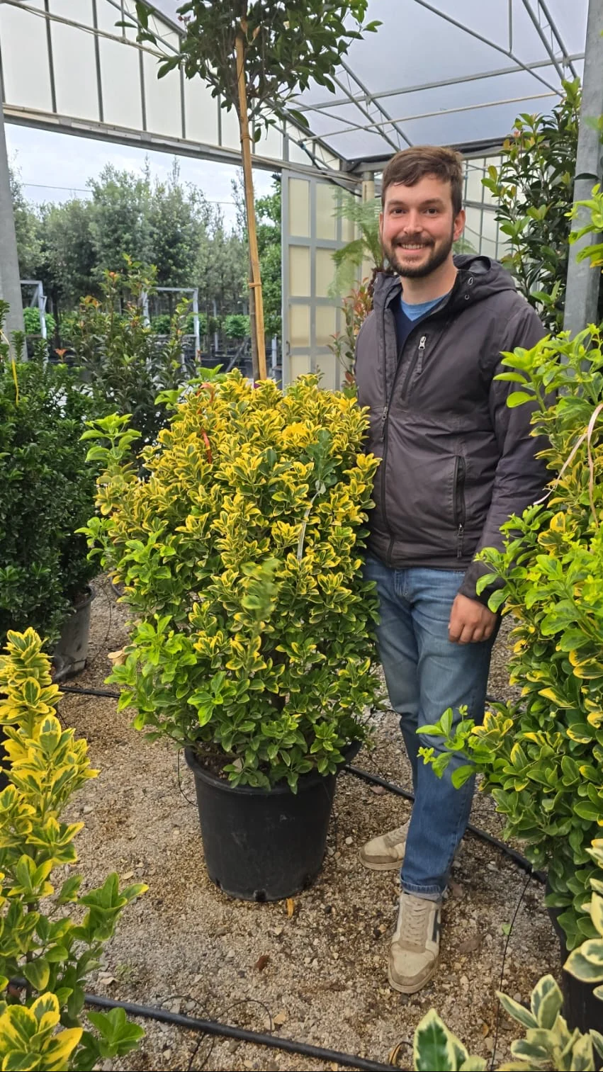 Fusain du Japon 'Aureus' (Euonymus Japonicus) - Image 8