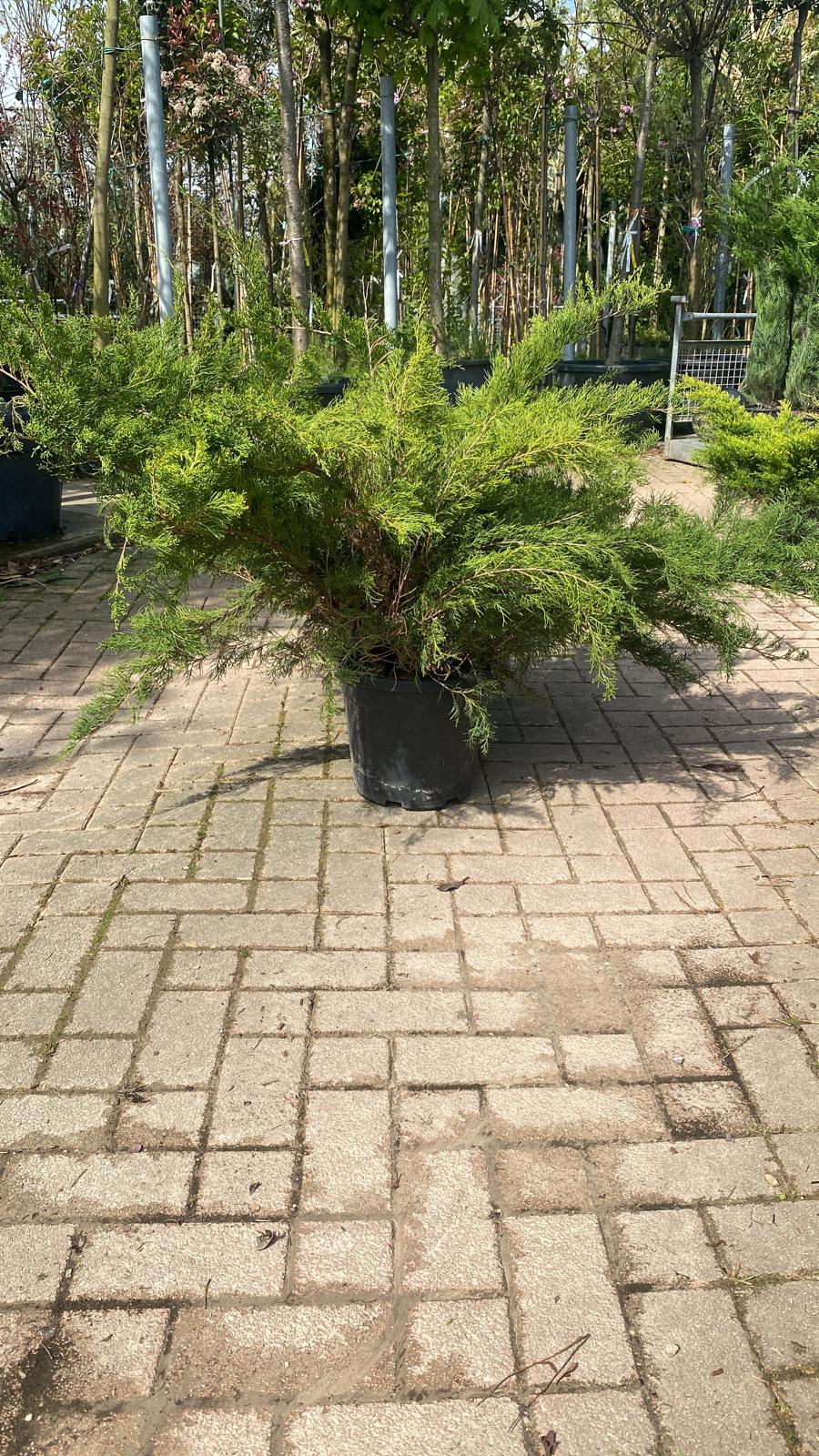 Genévrier Rampant (Juniperus horizontalis) - Image 3