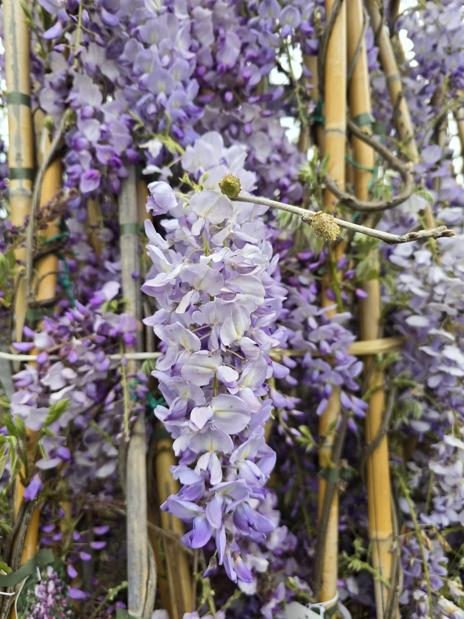 Glycine (Wisteria Brachybotrys) - Image 10