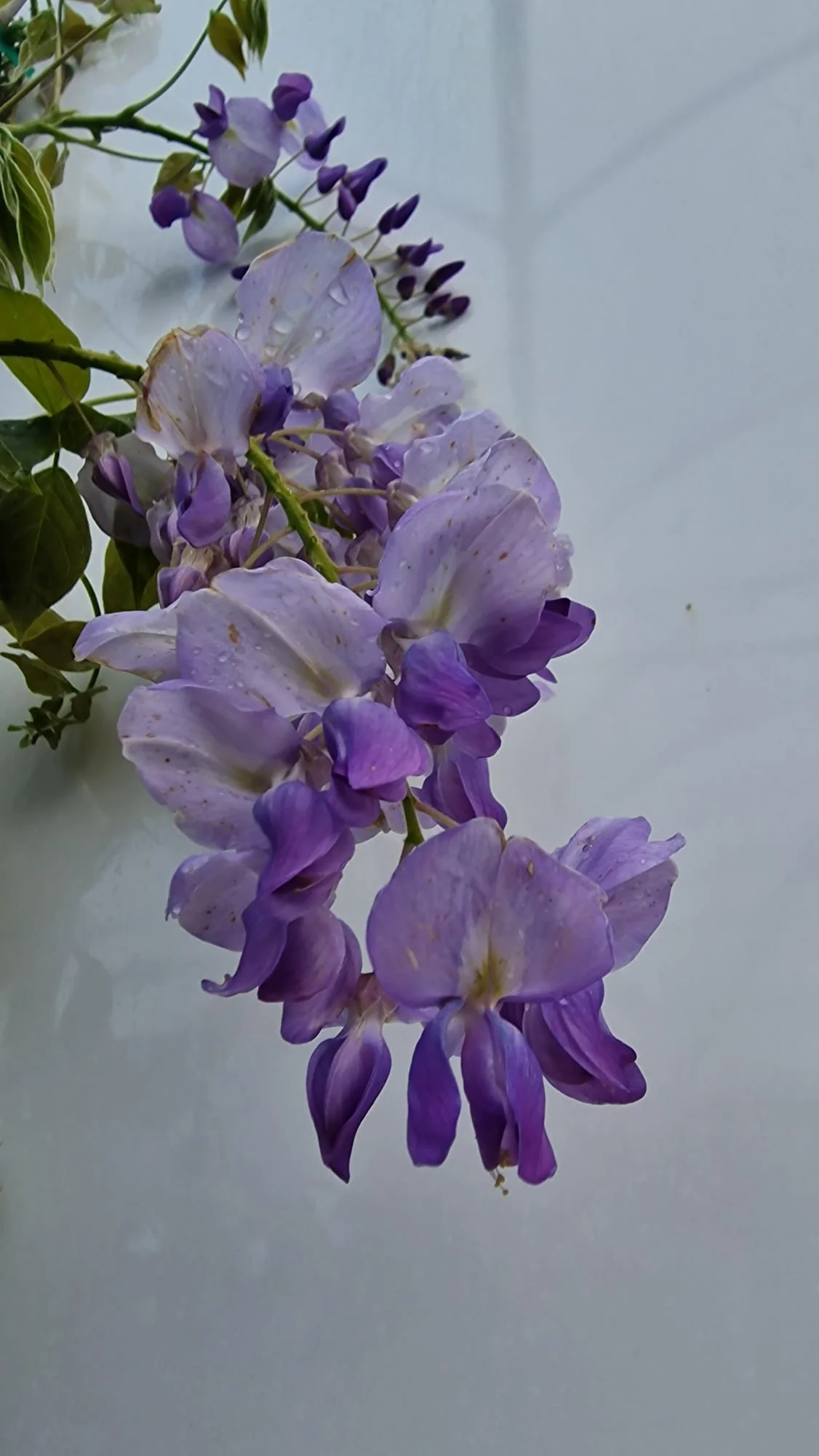 Glycine (Wisteria Brachybotrys) - Image 11