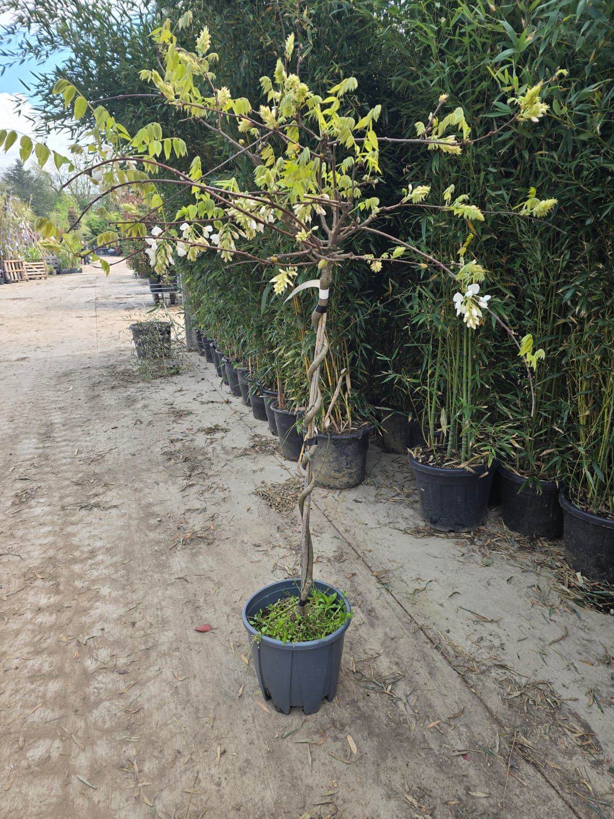 Glycine (Wisteria Brachybotrys) - Image 12