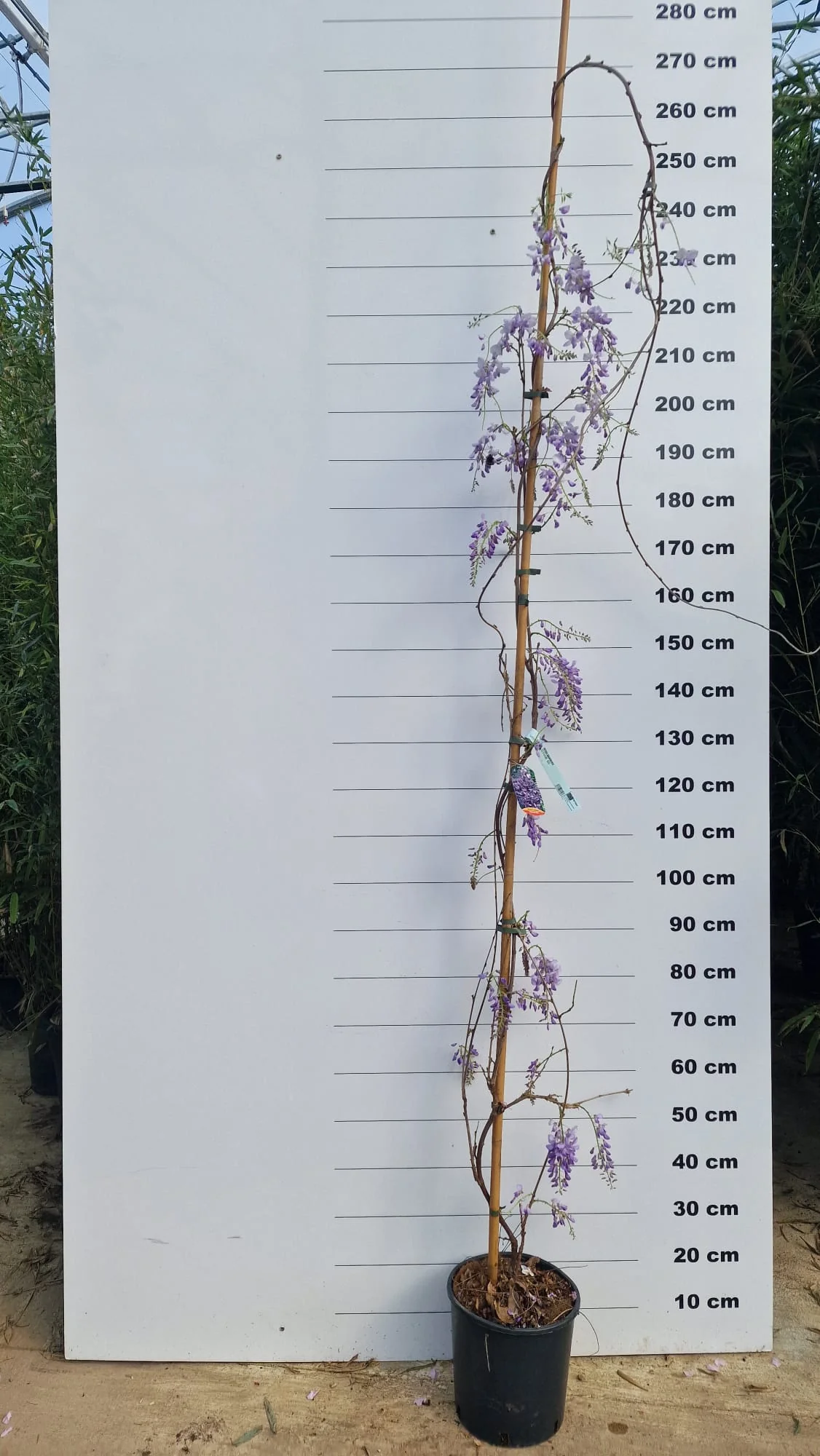 Glycine (Wisteria Brachybotrys) - Image 15