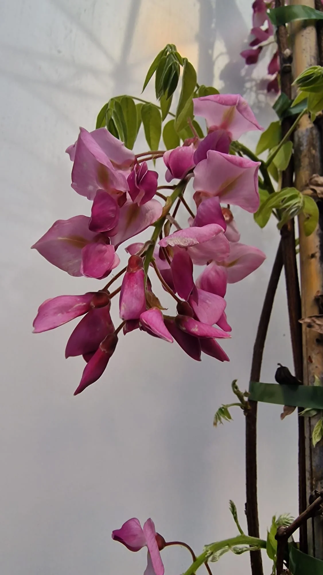 Glycine (Wisteria Brachybotrys) - Image 16