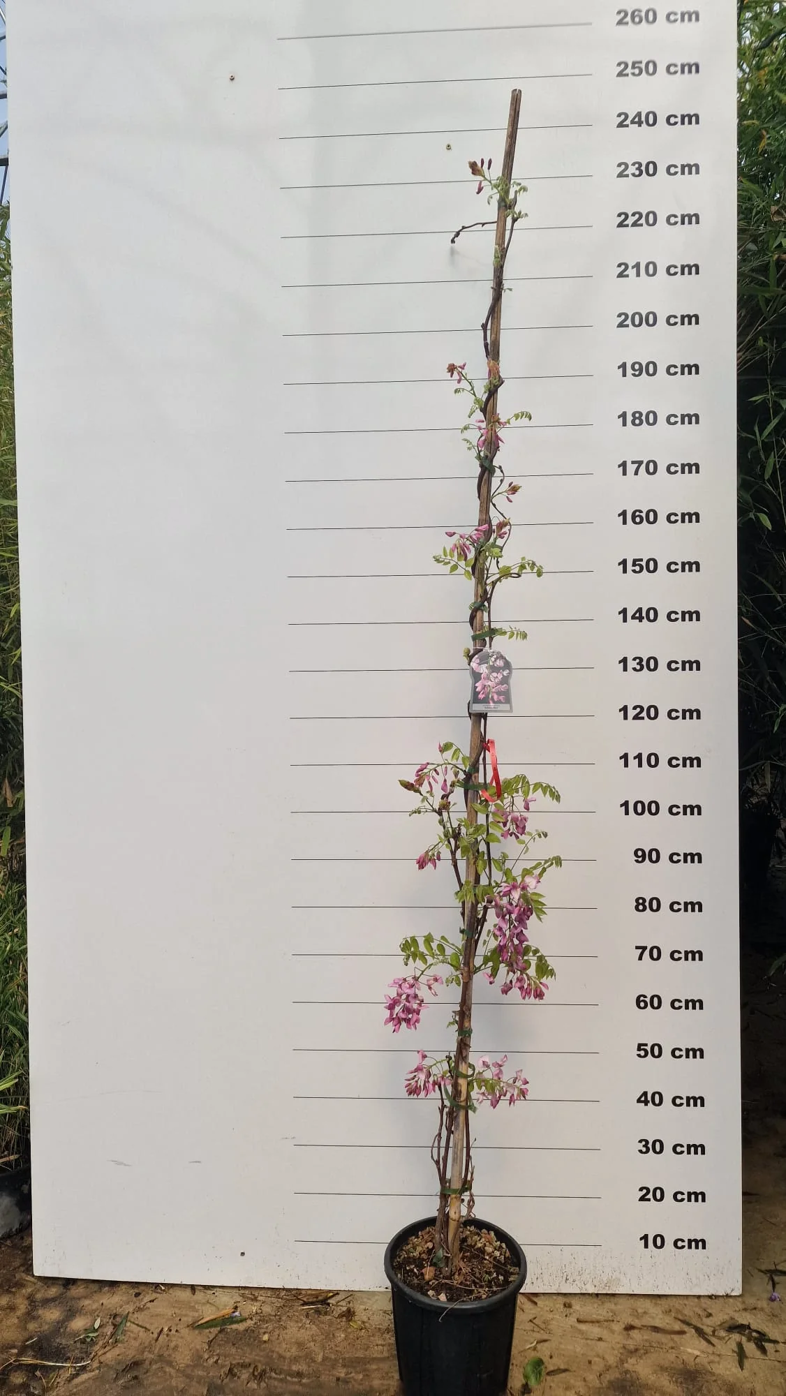 Glycine (Wisteria Brachybotrys) - Image 17