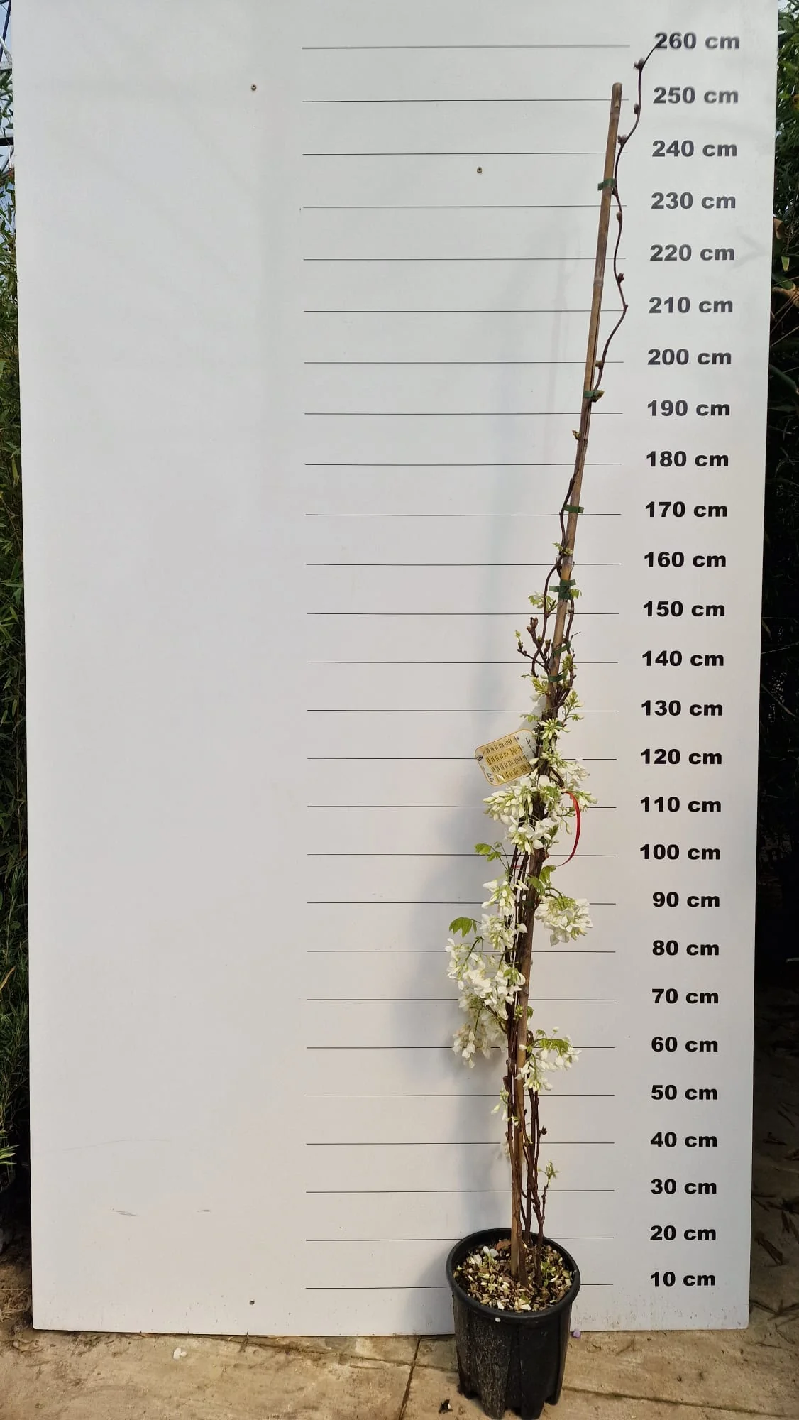 Glycine (Wisteria Brachybotrys) - Image 18