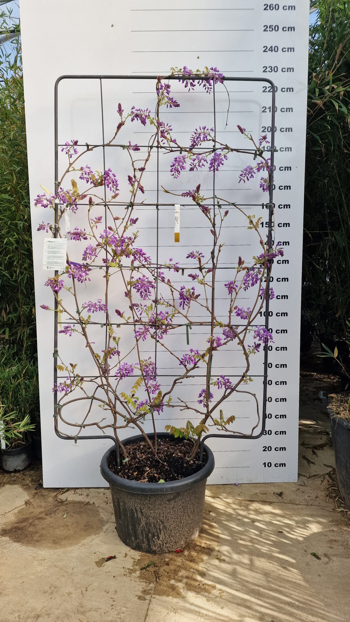 Glycine (Wisteria Brachybotrys) - Image 19