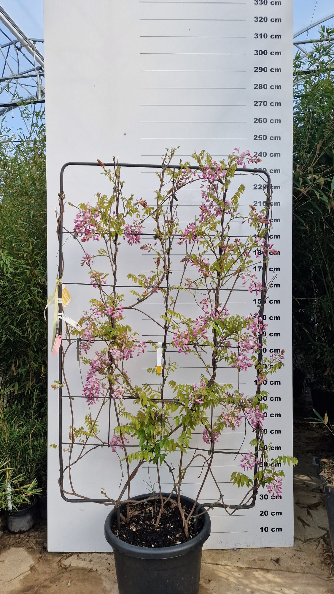 Glycine (Wisteria Brachybotrys) - Image 20