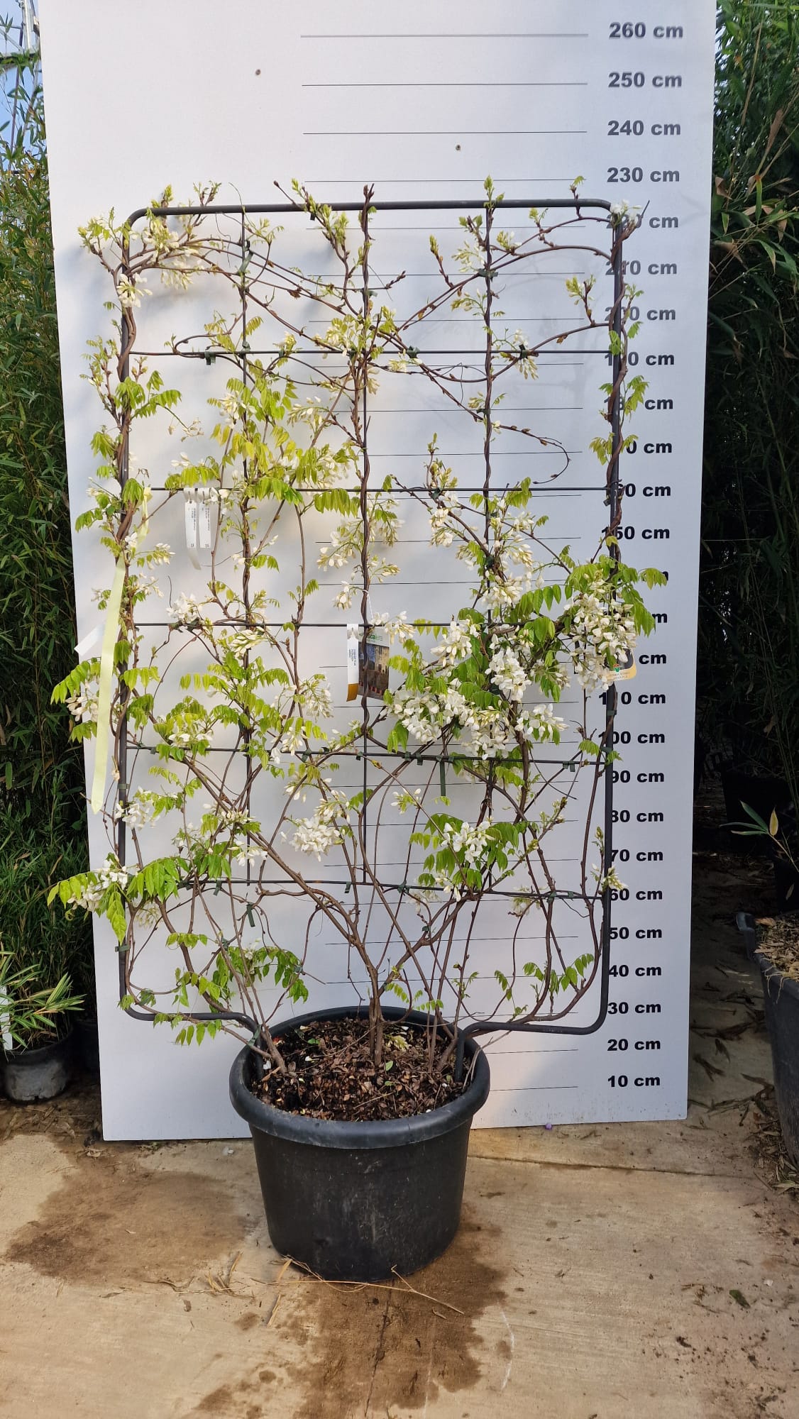 Glycine (Wisteria Brachybotrys) - Image 21