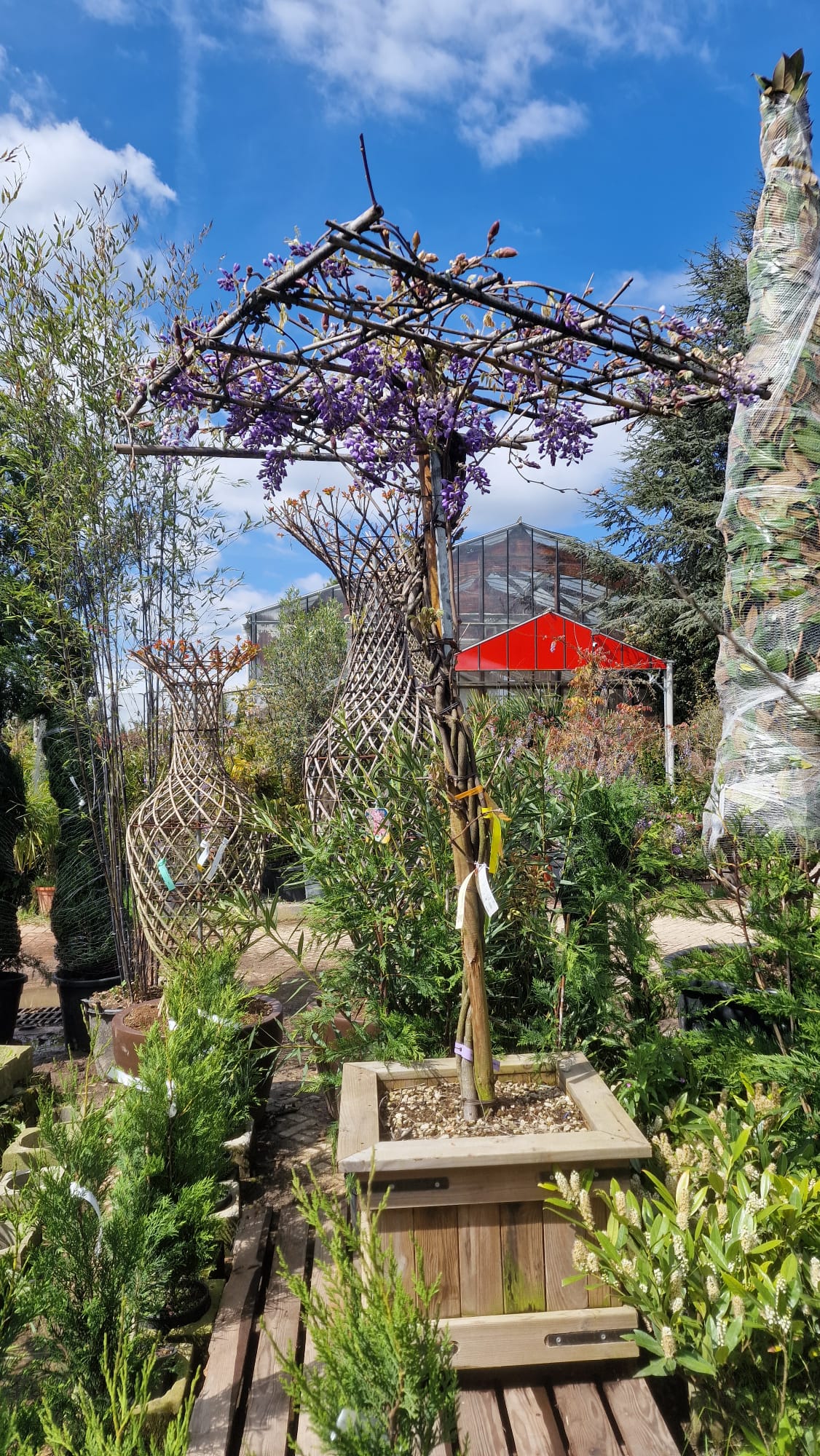 Glycine (Wisteria Brachybotrys) - Image 22