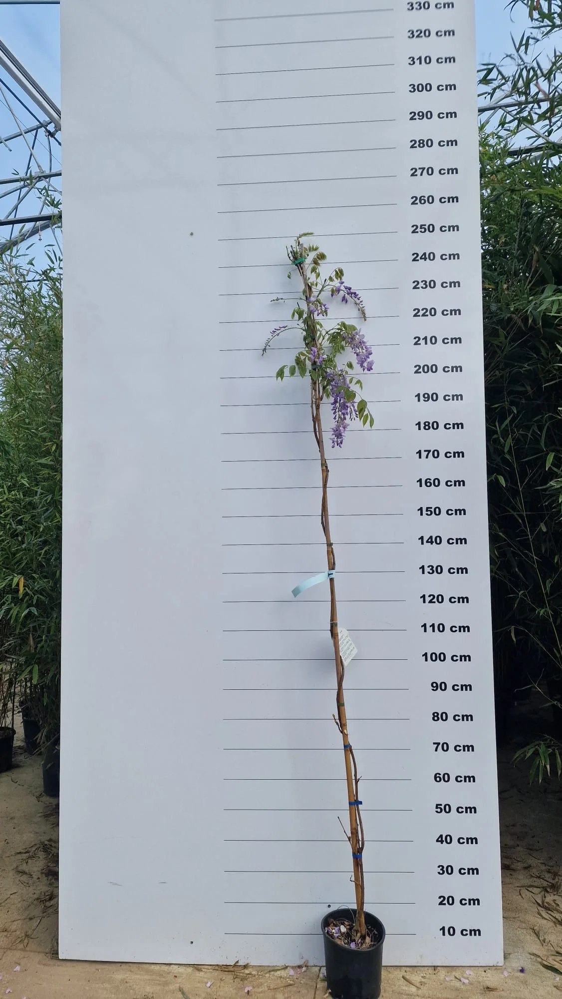 Glycine (Wisteria Brachybotrys) - Image 3