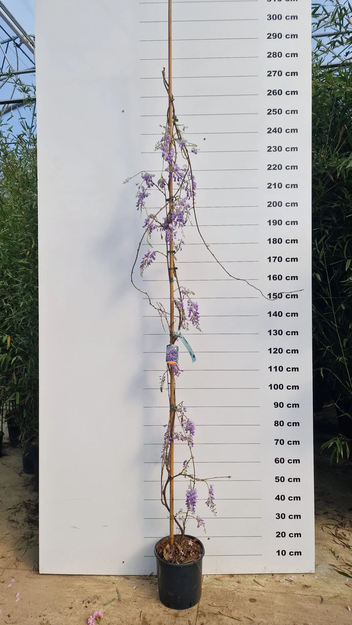 Glycine (Wisteria Brachybotrys) - Image 5