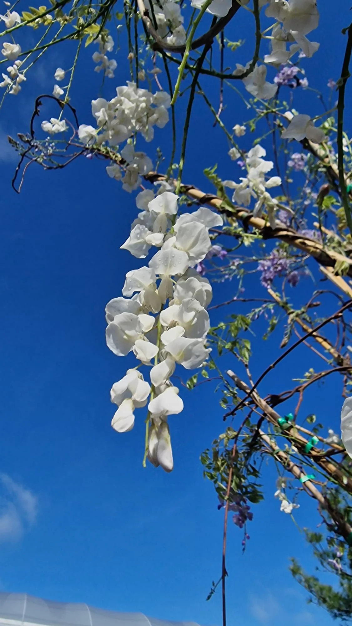 Glycine (Wisteria Brachybotrys) - Image 6