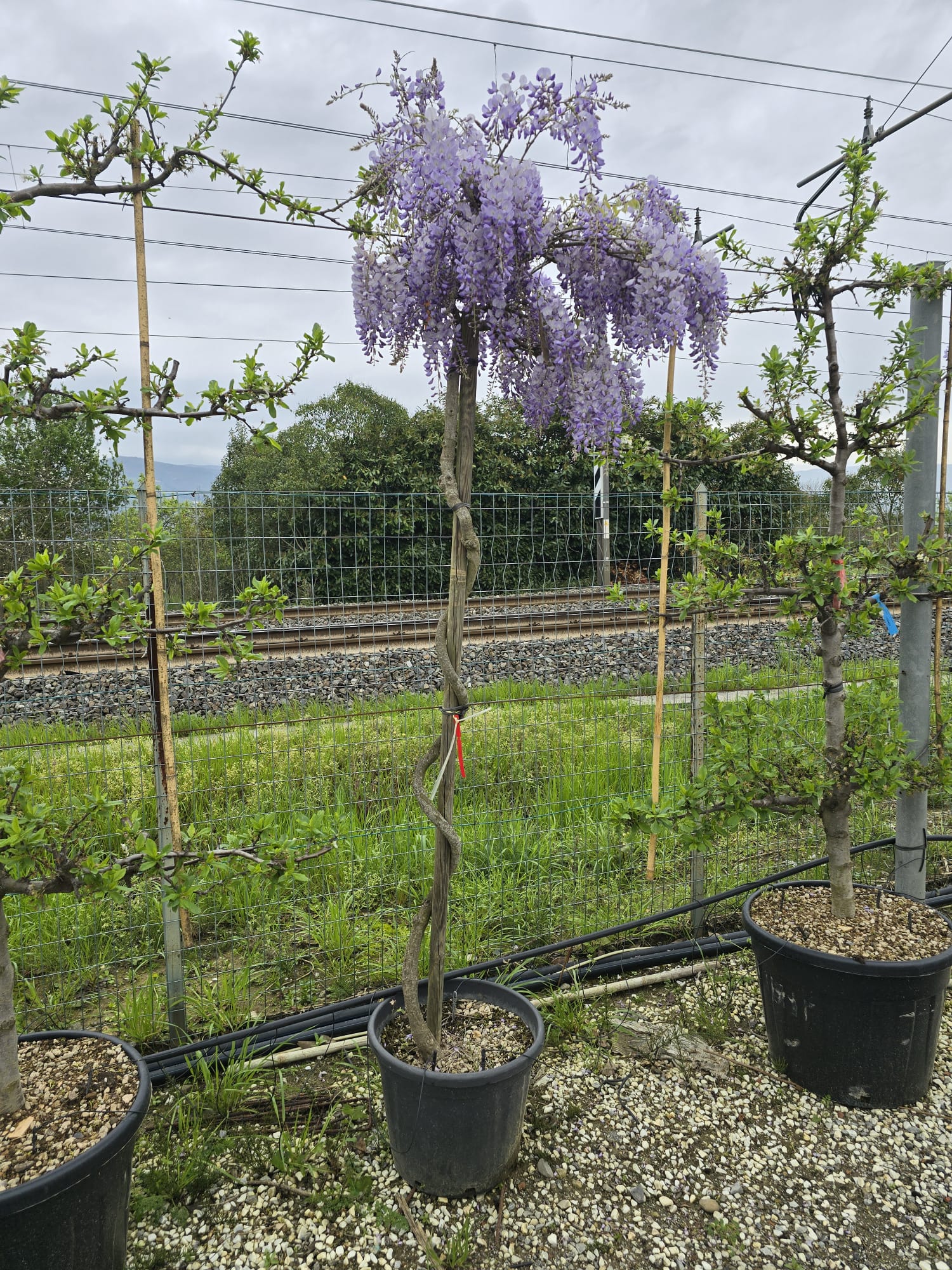 Glycine (Wisteria Brachybotrys) - Image 8