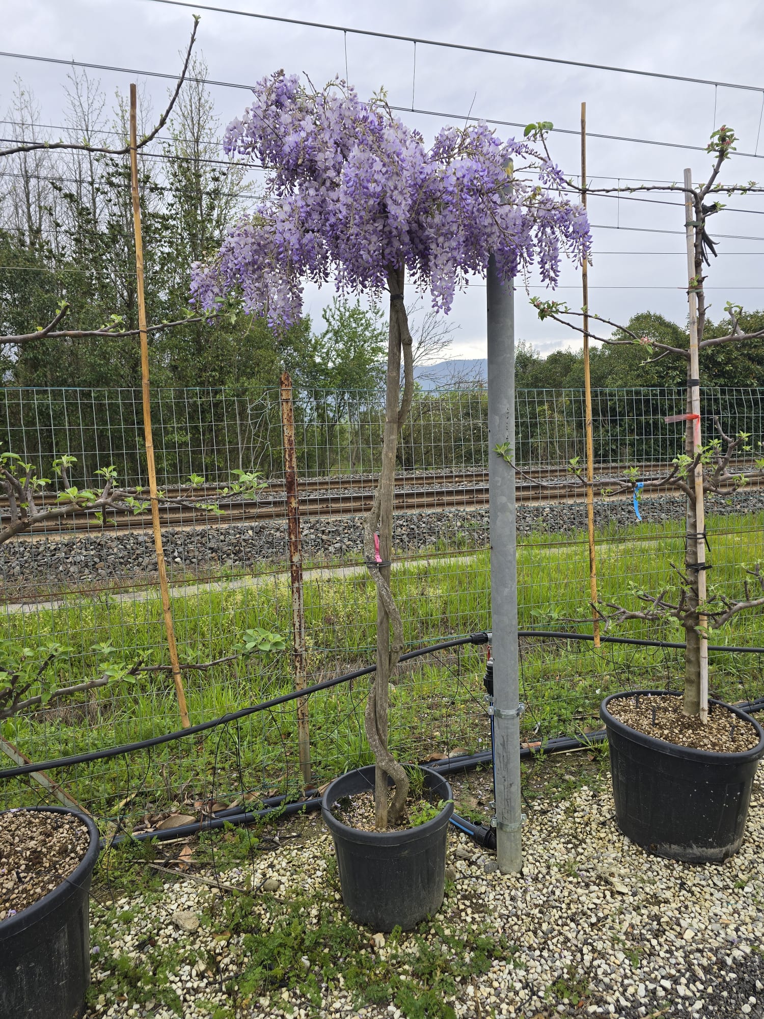 Glycine (Wisteria Brachybotrys) - Image 9