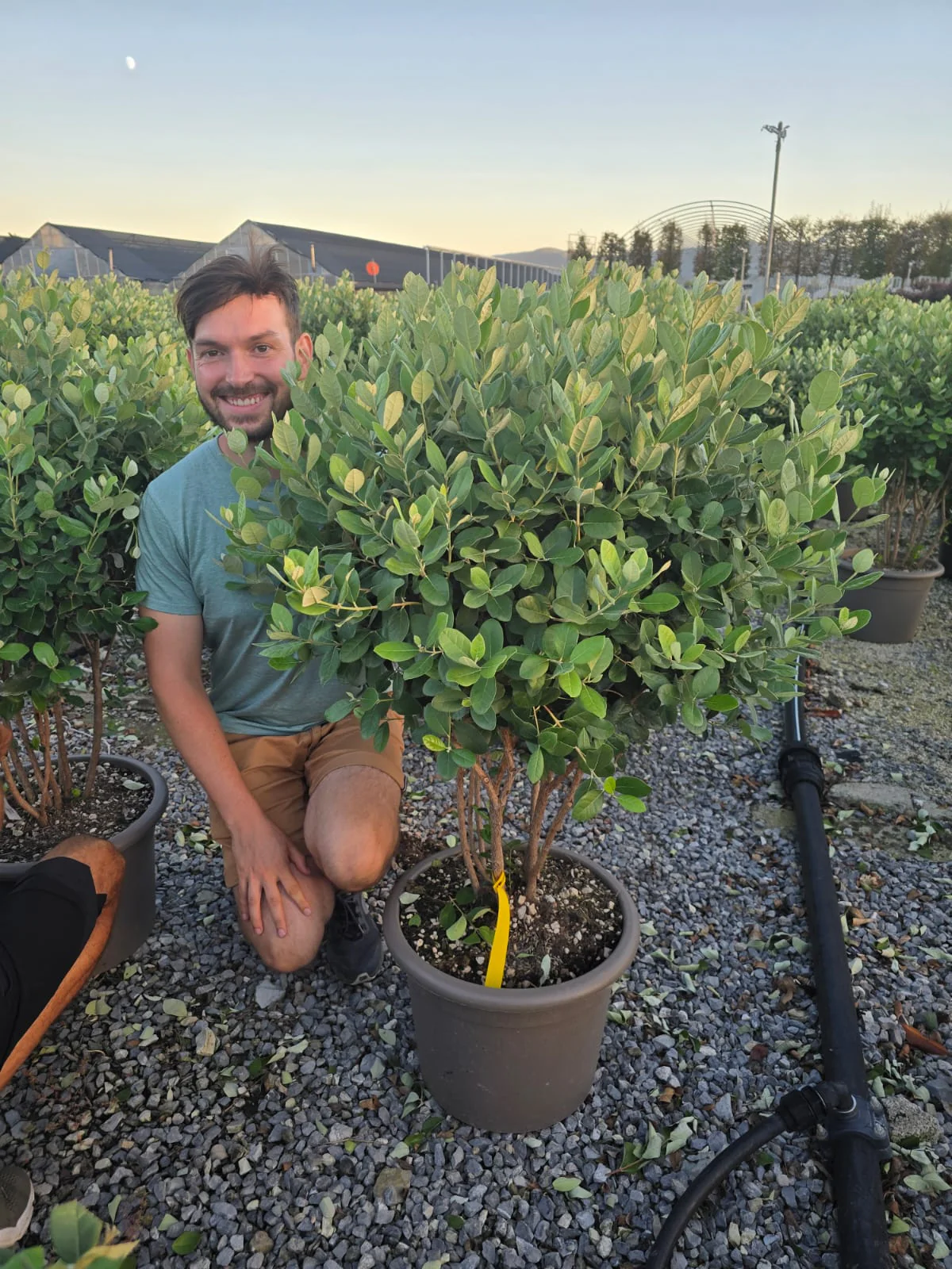 Goyavier du Brésil en touffe (Feijoa Sellowiana) - Image 11