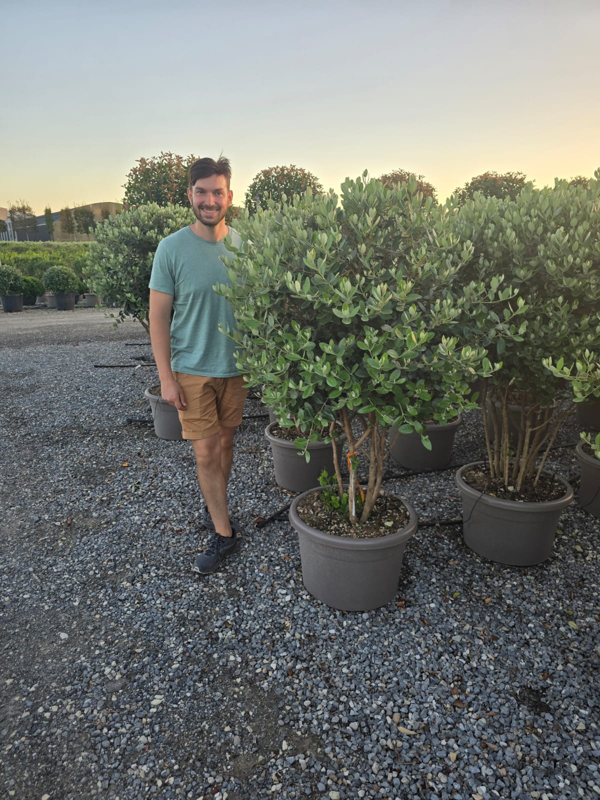 Goyavier du Brésil en touffe (Feijoa Sellowiana) - Image 12