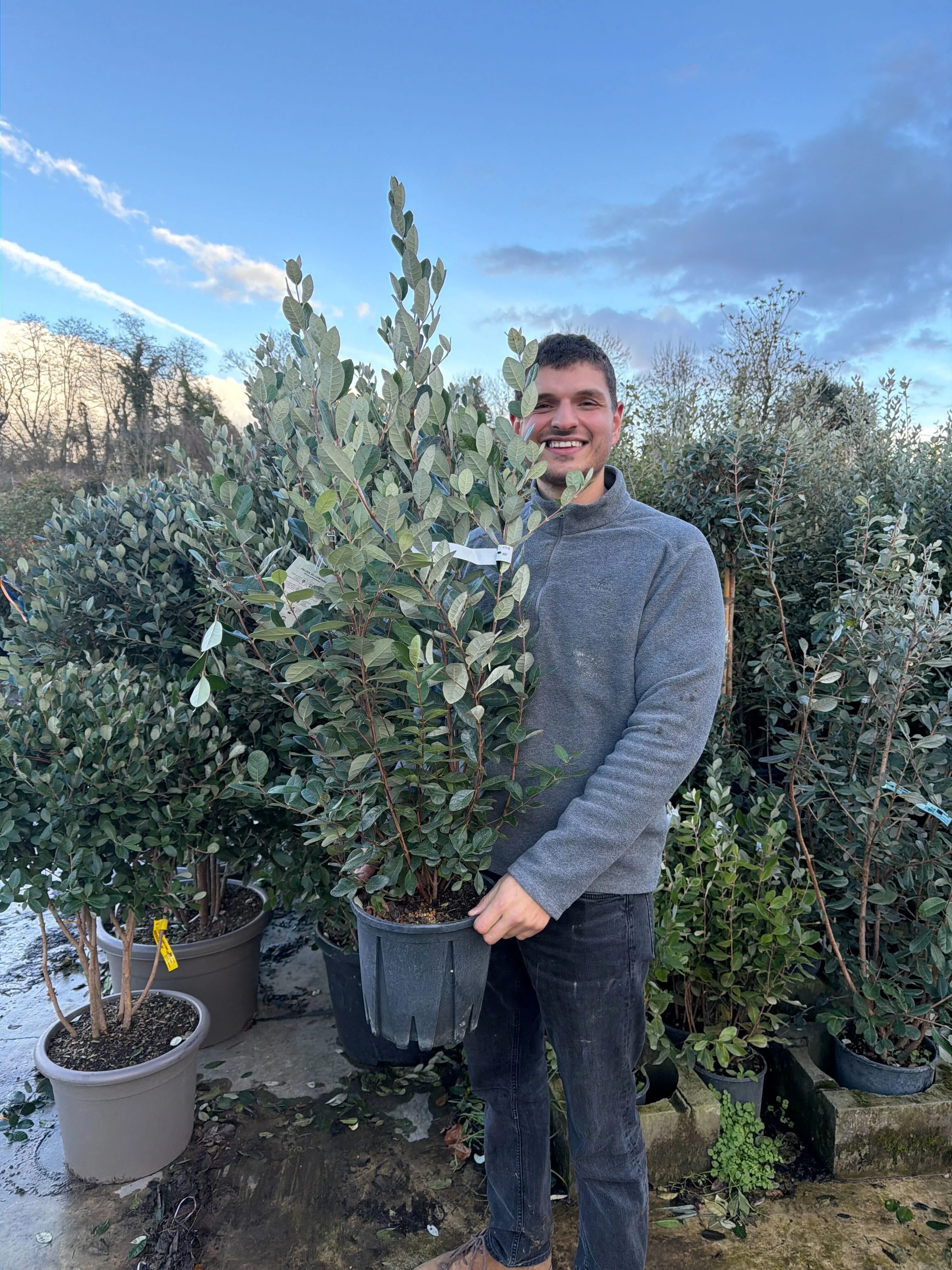 Goyavier du Brésil en touffe (Feijoa Sellowiana) - Image 13