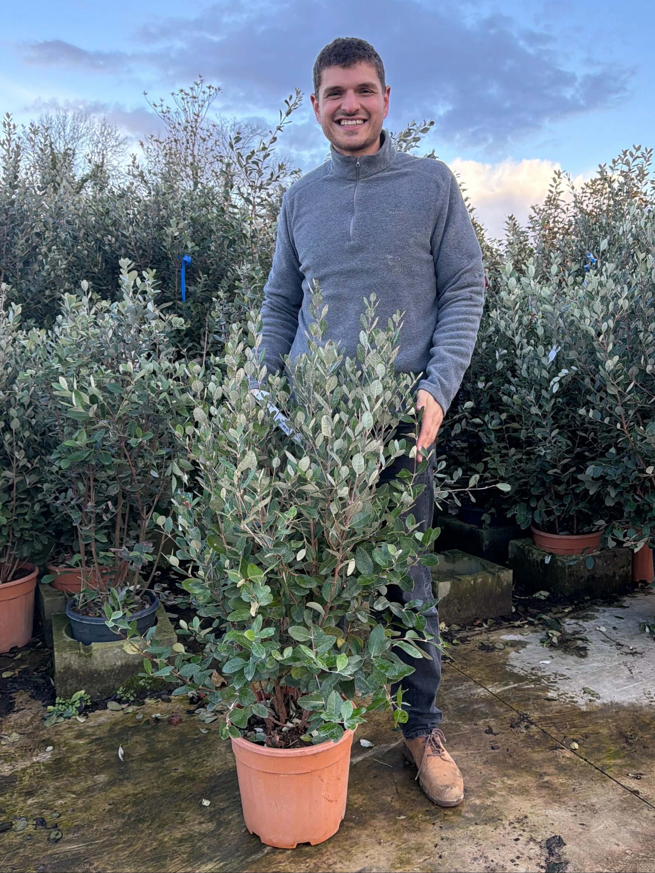 Goyavier du Brésil en touffe (Feijoa Sellowiana) - Image 14