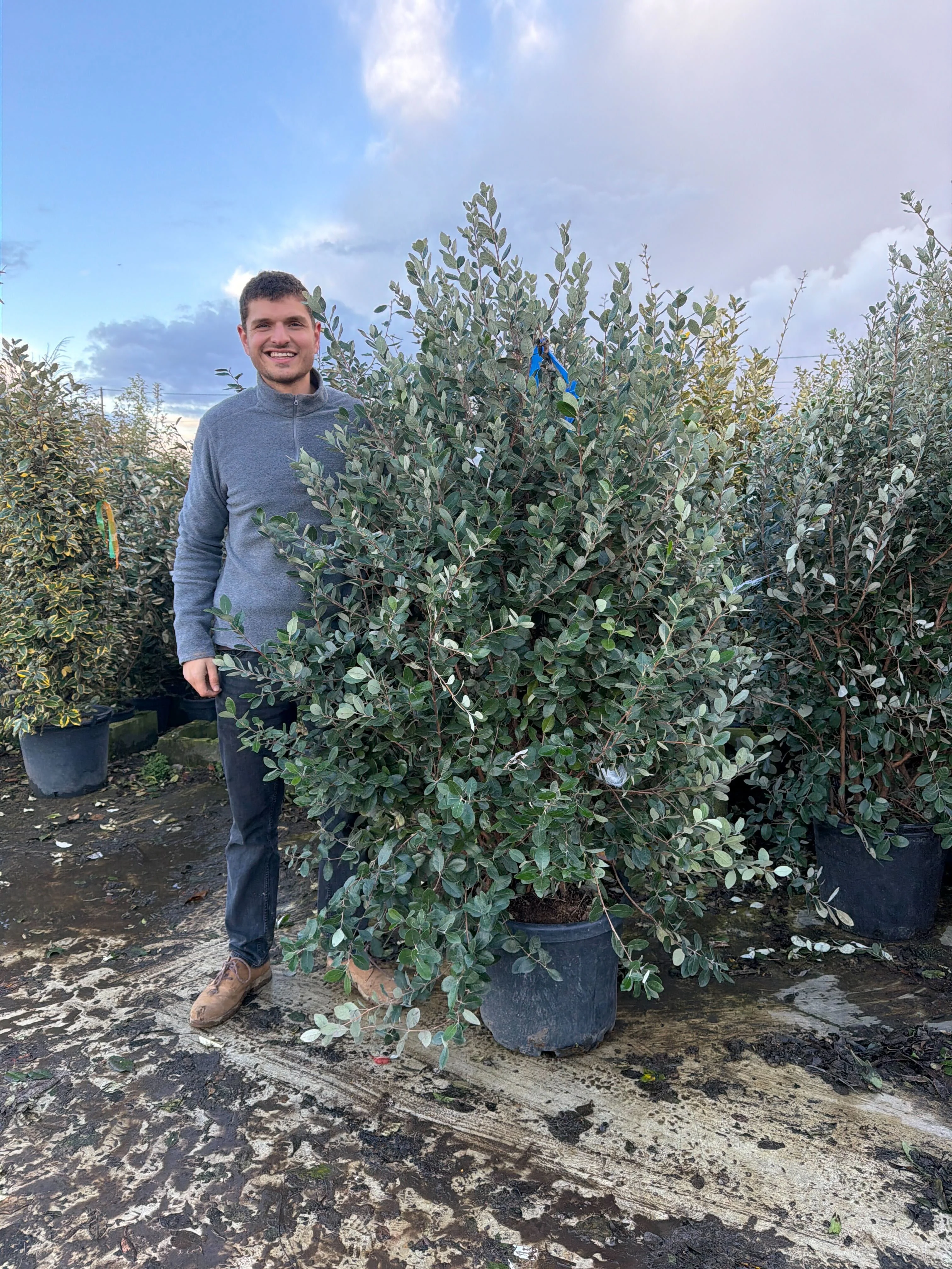 Goyavier du Brésil en touffe (Feijoa Sellowiana) - Image 15