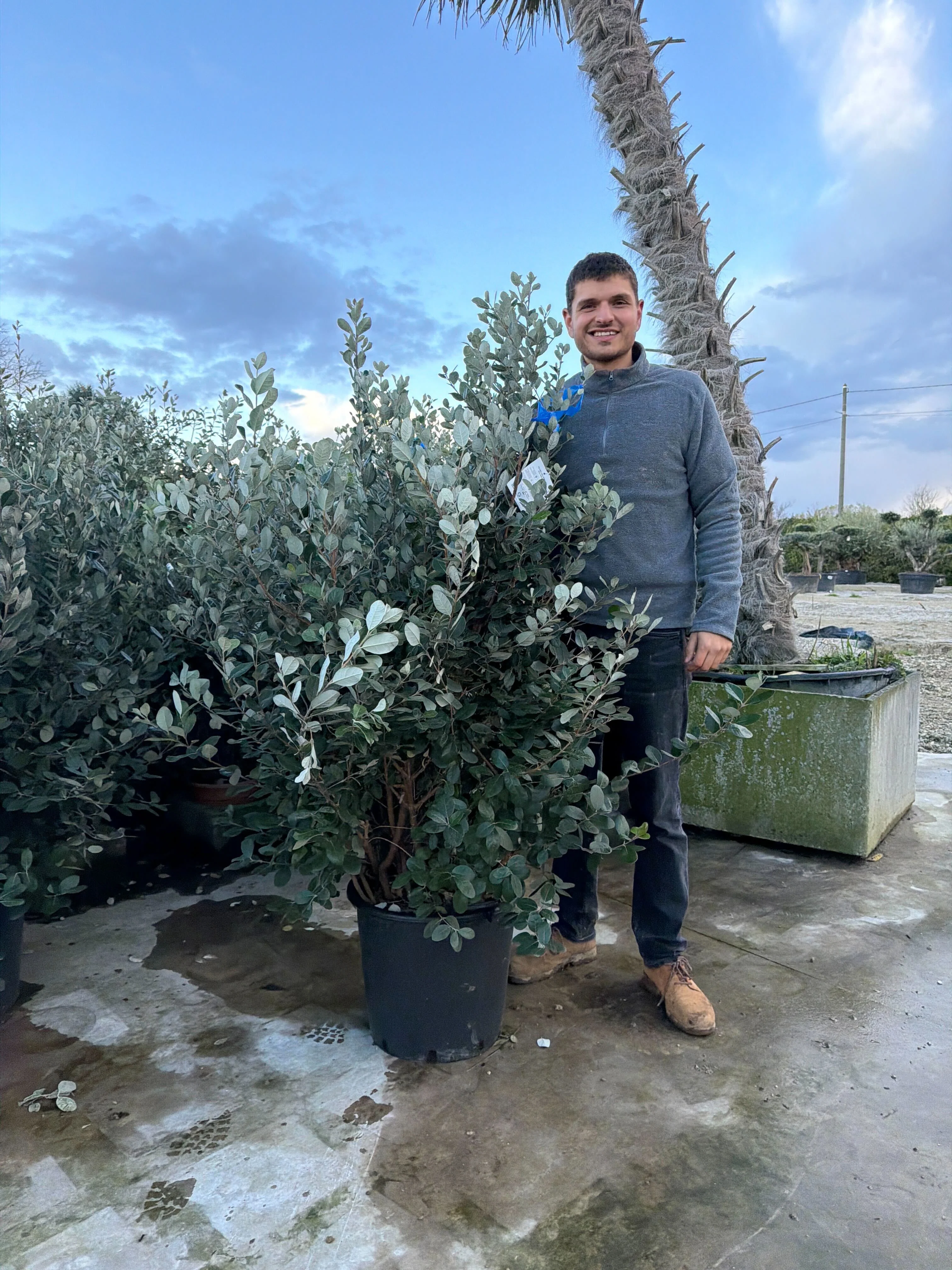 Goyavier du Brésil en touffe (Feijoa Sellowiana) - Image 16