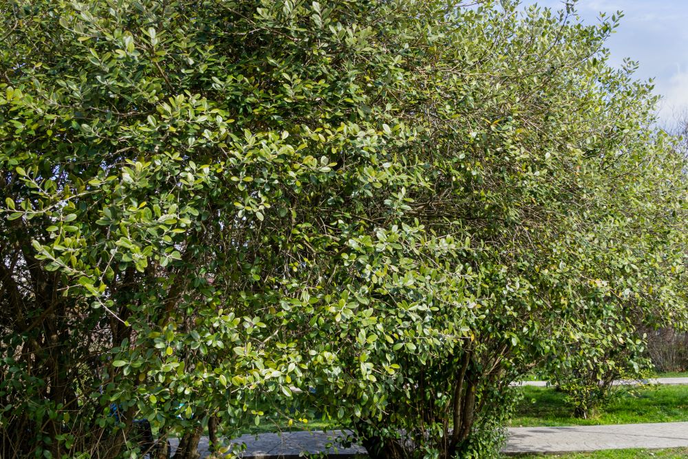 Goyavier du Brésil en touffe (Feijoa Sellowiana) - Image 3