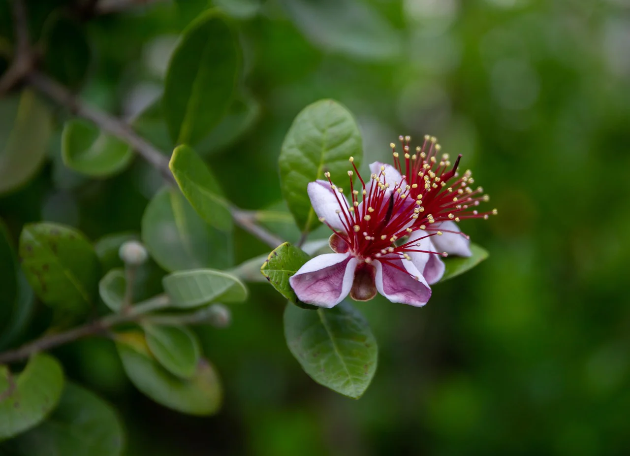 Goyavier du Brésil en touffe (Feijoa Sellowiana) - Image 4