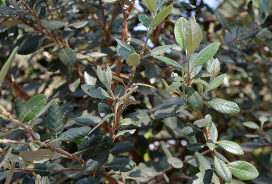 Goyavier du Brésil en touffe (Feijoa Sellowiana) - Image 6